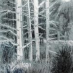 My Woods by Joan Dworkin